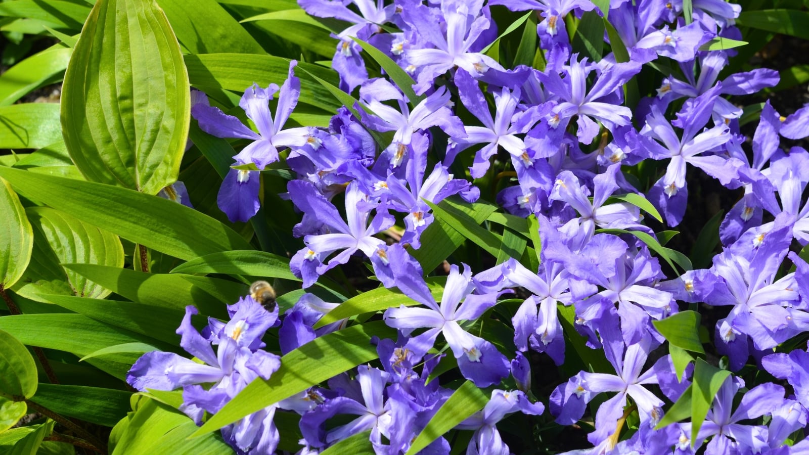 Pale purple, ruffled flowers with yellow centers bloom abundantly among long, sword-shaped green leaves, with a small insect nearby.
