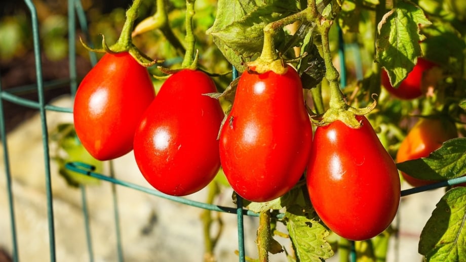 11 Best Roma Tomato Varieties For Your Garden