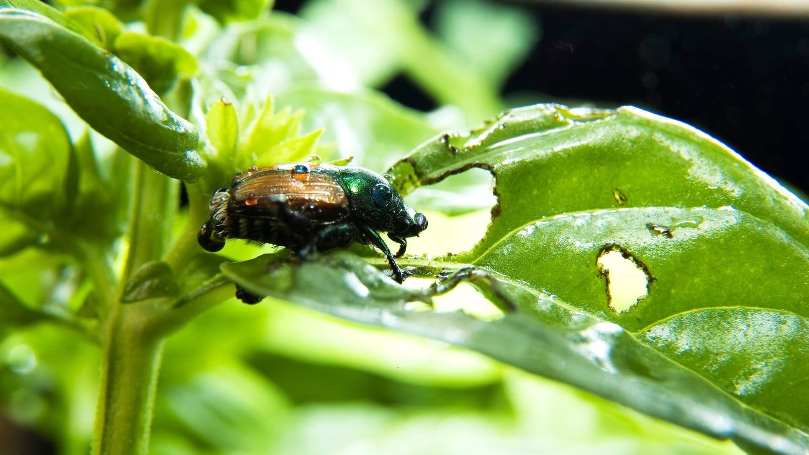 A shiny Japanese beetle with metallic green and bronze coloring chews holes through tender basil leaves.
