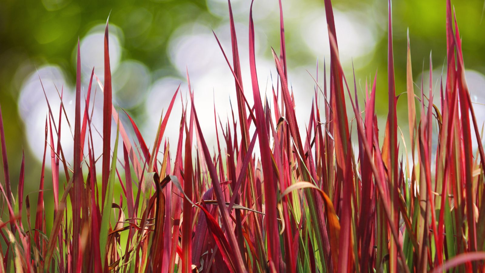 A bundle of Japanese Blood Grass ‘Red Baron’ placed somewhere with sunlight
