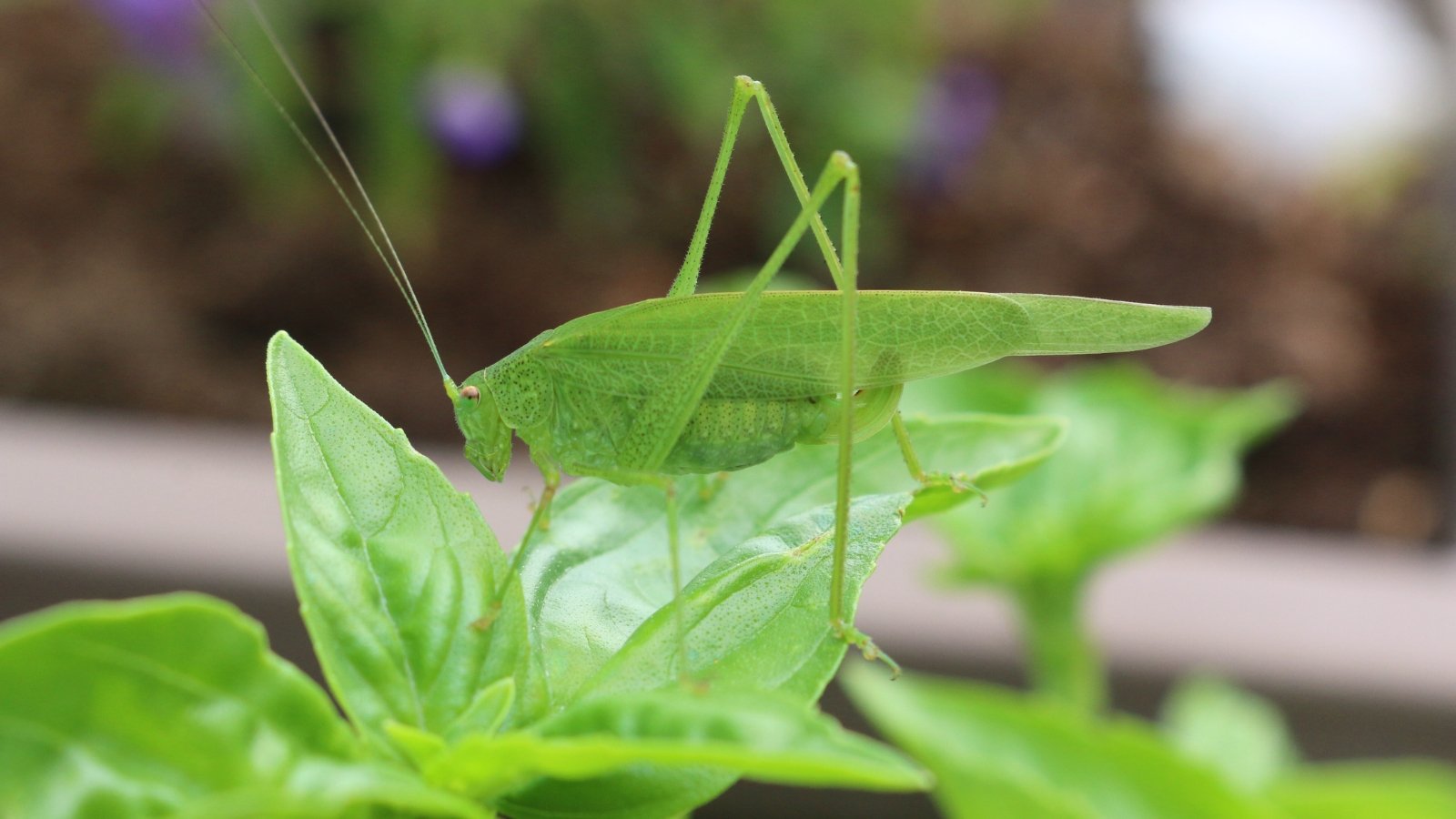 A bright green Katydid with long legs and slender antennae clings to glossy, basil leaves.