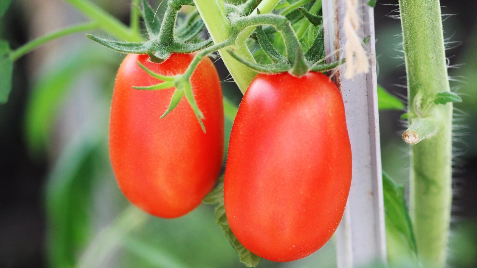 Two ripe, smooth, deep red tomatoes with a glossy surface hanging side by side on a plant with slightly hairy stems.