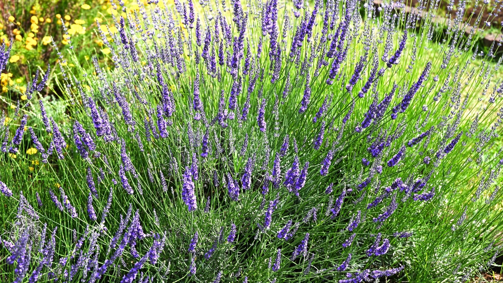 Tall, straight flower stalks bear purple blossoms above fine-textured, green-gray leaves in a sunny garden.