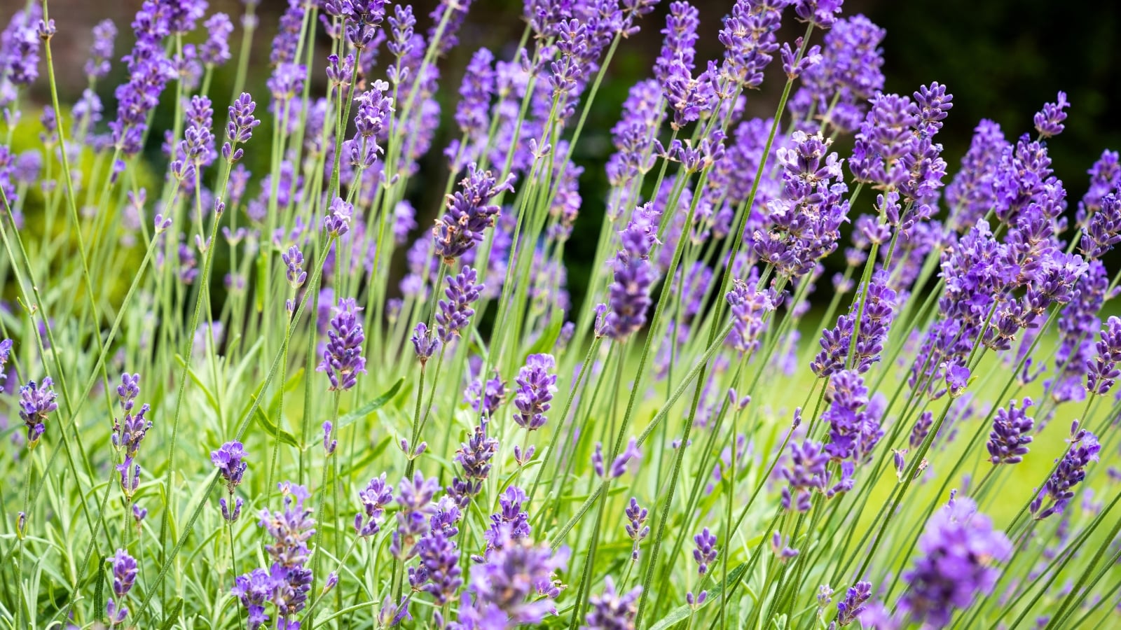 Vertical spikes of purple blooms appear atop narrow stems with silver-tinted leaves.