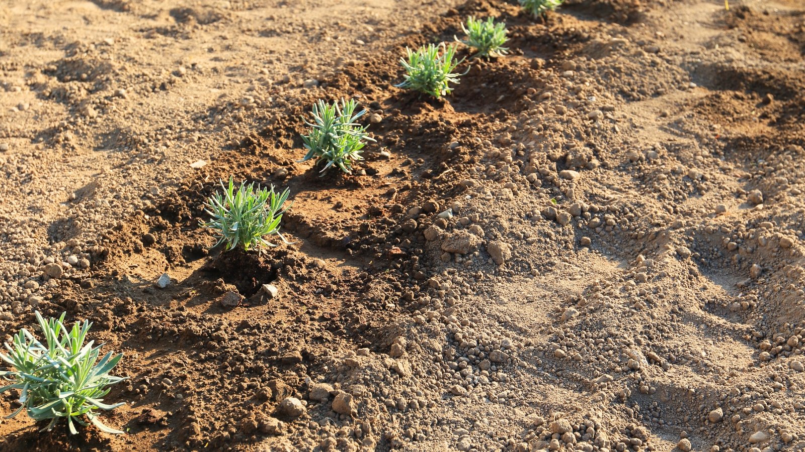 Freshly transplanted seedlings with slender, silvery-green leaves grow upright in loose, dark soil.