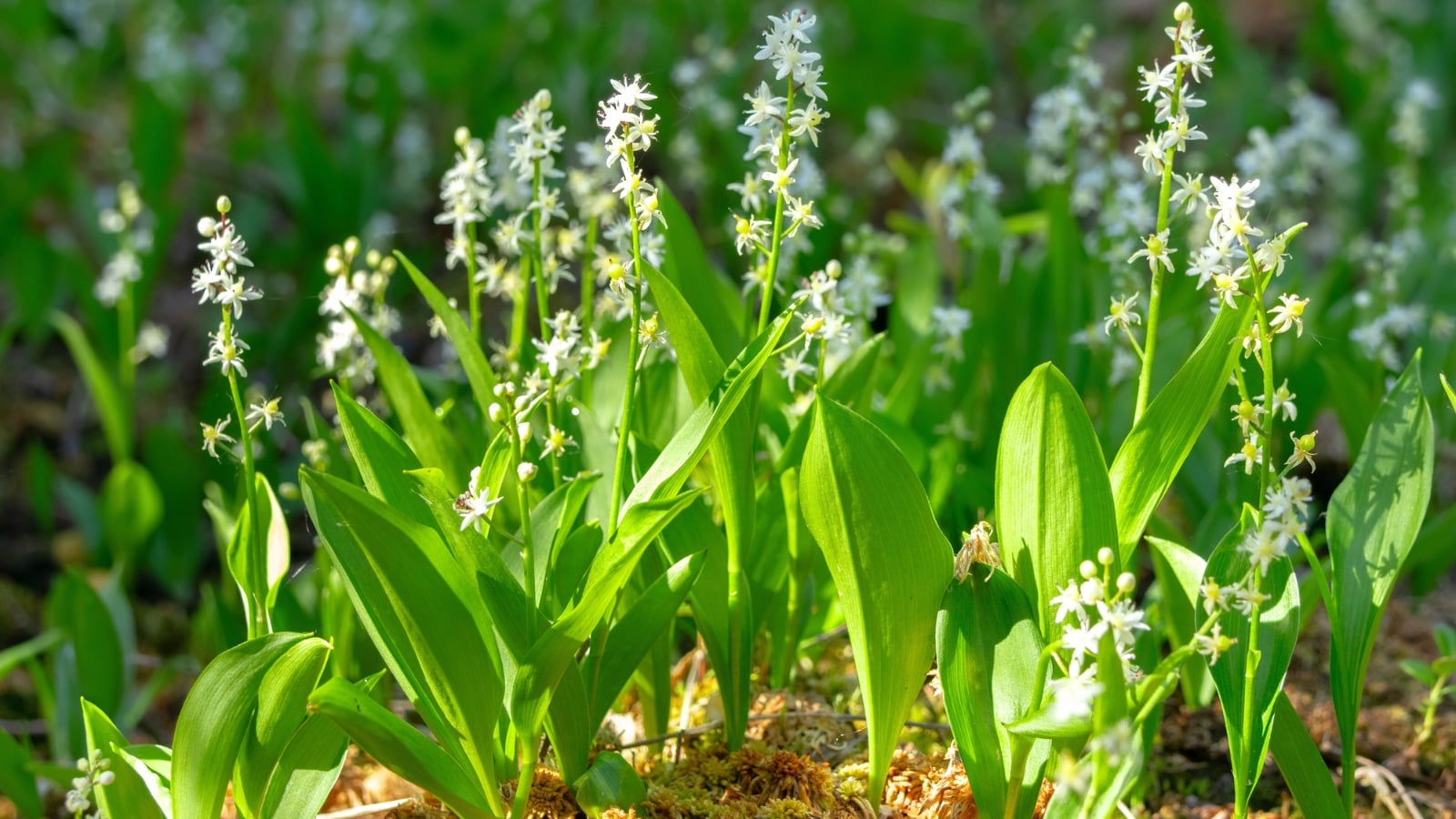 Delicate spikes of tiny, star-like white flowers emerge from a bed of broad, shiny green leaves.