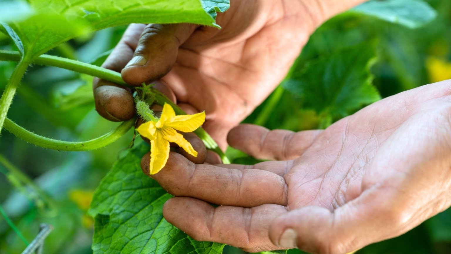 How To Hand Pollinate Cucumbers In 5 Easy Steps How To Hand Pollinate Cucumbers In 5 Easy Steps
