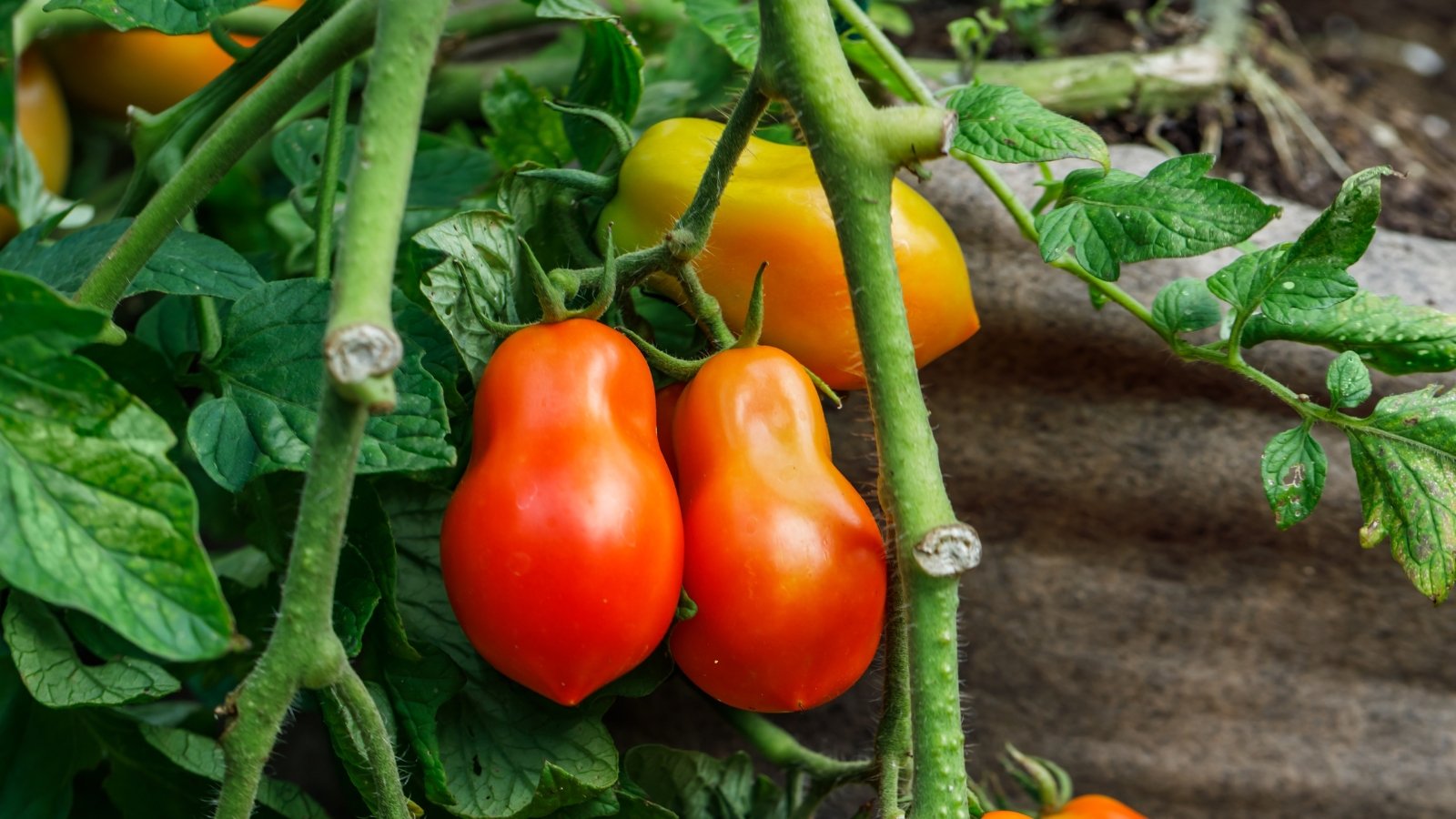 Cluster of three tomatoes in various stages of ripeness from green to red, with smooth skin and slight ribbing, hanging among thick, deeply lobed dark green foliage.