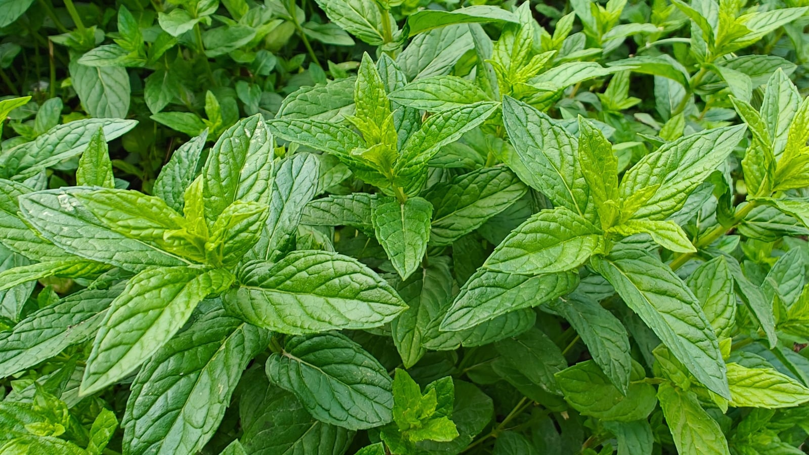 Dense clusters of sharply pointed, vibrant green leaves with deep veins create a textured surface.