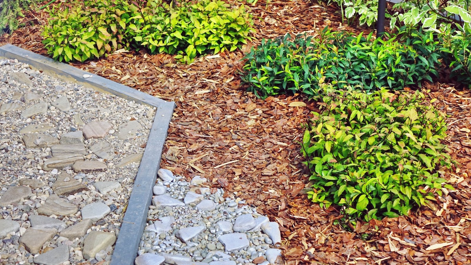 A large garden bed with low, leafy, lush green plants growing on bark-mulched soil.