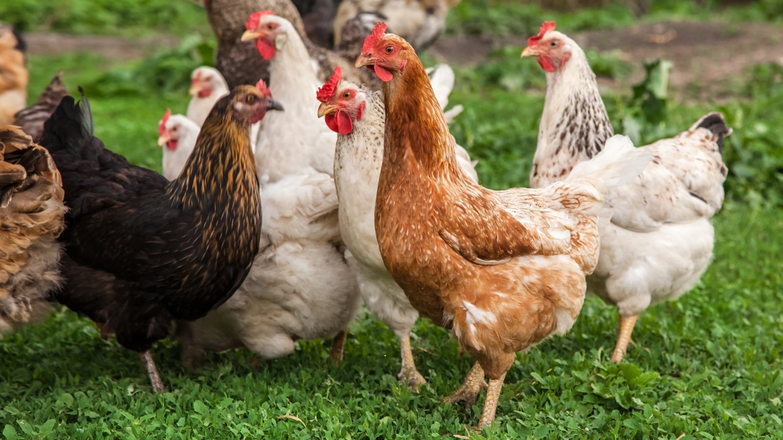 Chickens with black, white and brown feathers walk on the green lawn.