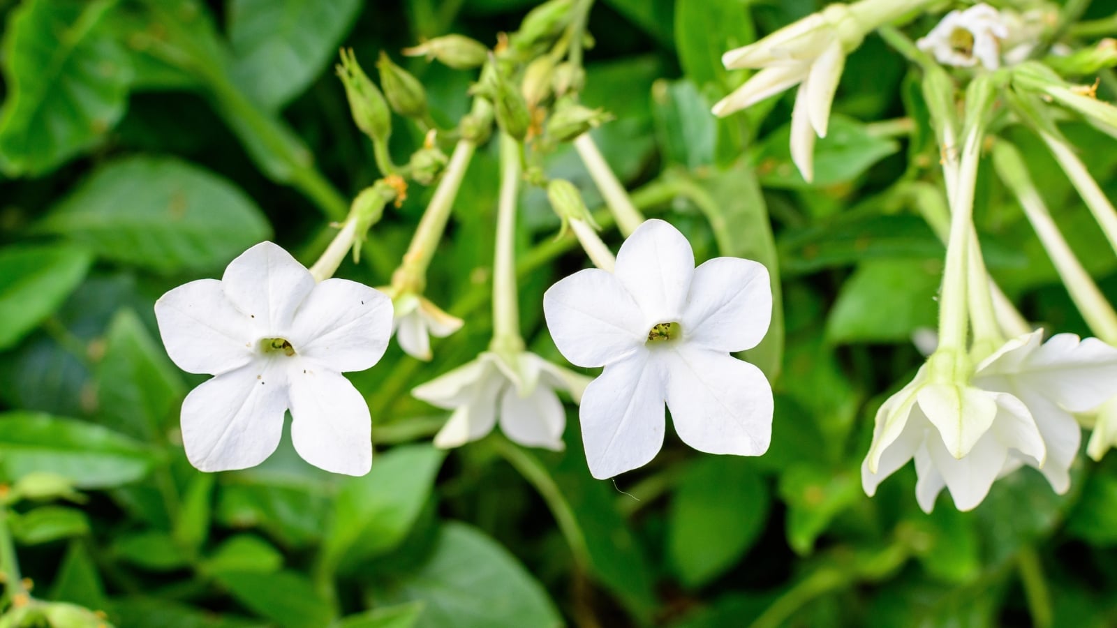 Pure white, star-shaped flowers with slender tubes and pale green centers hang gracefully among vibrant green leaves.