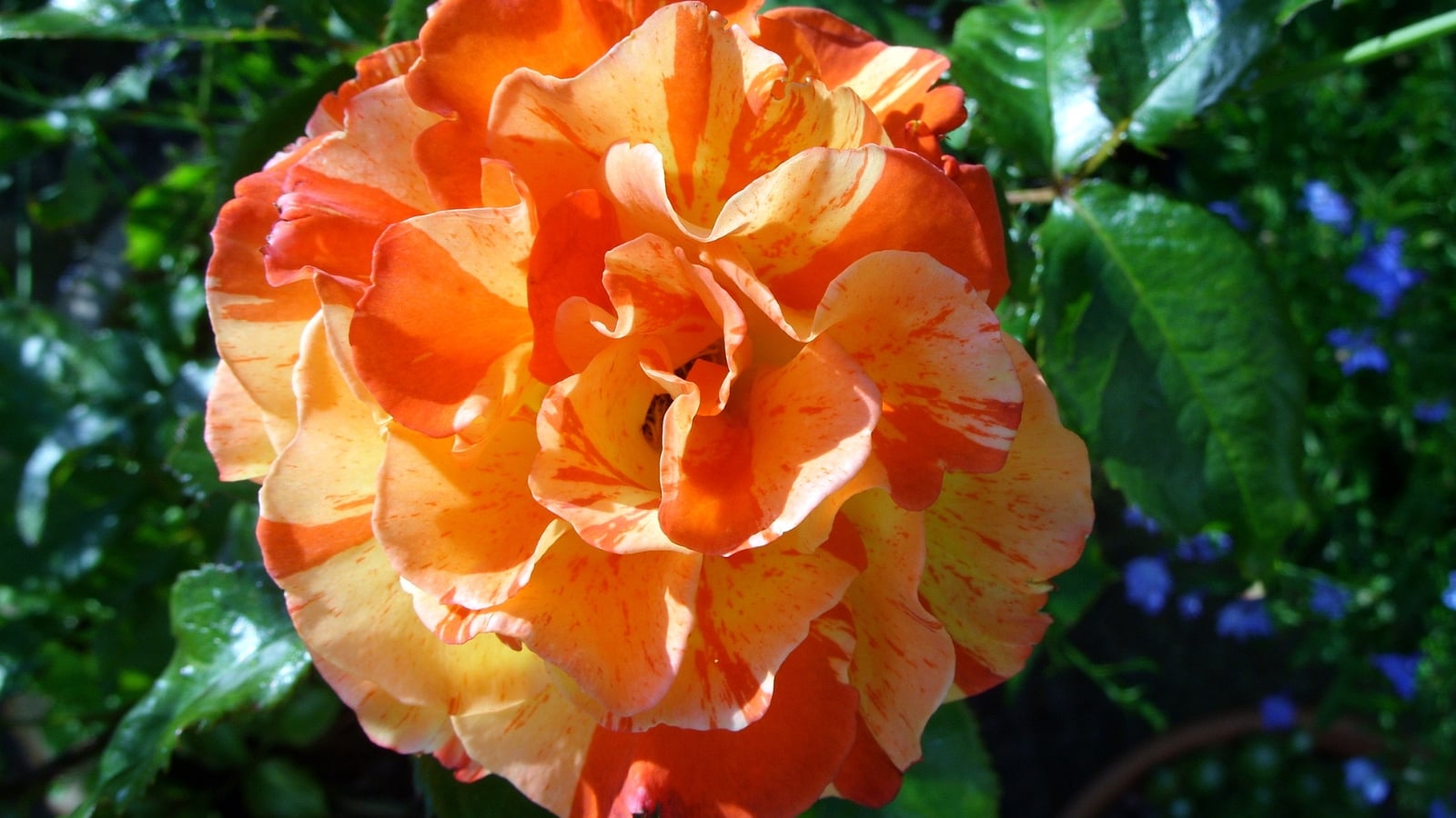 13 Showstopping Striped Roses For Your Summer Garden