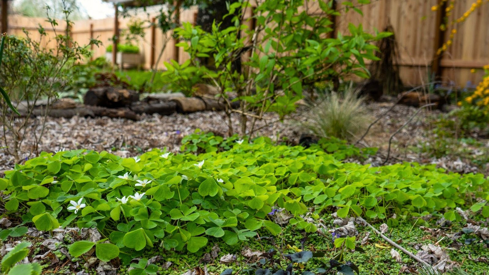 Delicate clusters of white flowers surrounded by bright green, heart-shaped leaves covering the garden bed with various young bushes, enclosed by a high wooden fence.