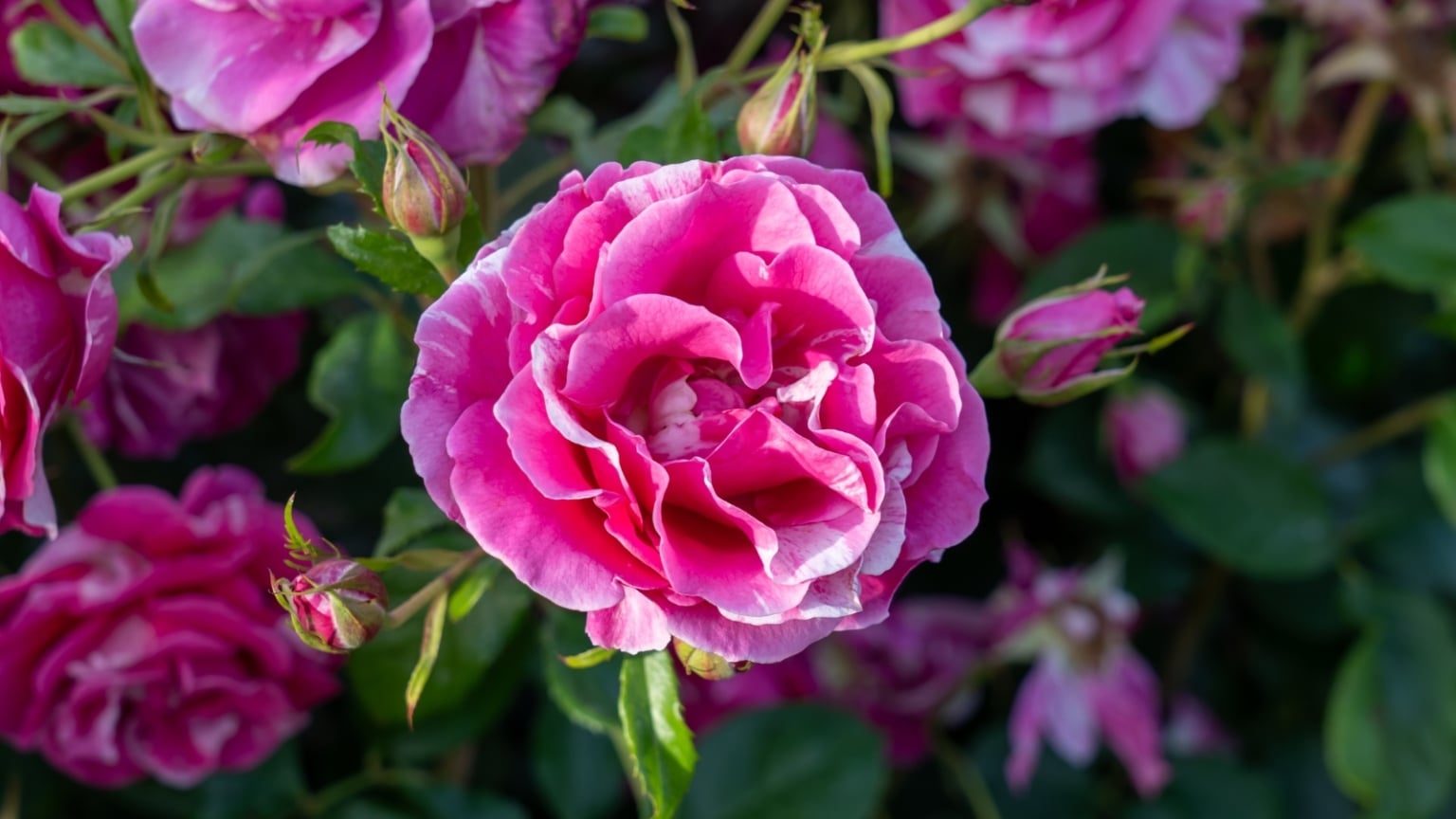 13 Showstopping Striped Roses For Your Summer Garden