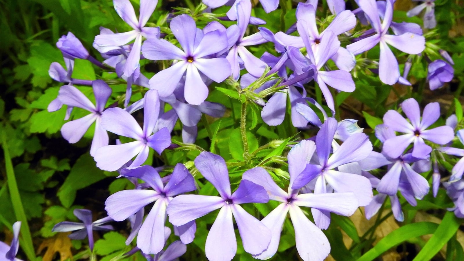 Soft lavender and pale blue flowers with five notched petals and darker centers bloom in delicate clusters among vibrant green leaves.