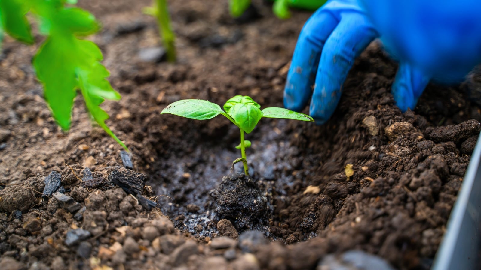 Close-up of blue-gloved hands planting a young basil plant with smooth, oval green leaves in dark brown, moist soil.