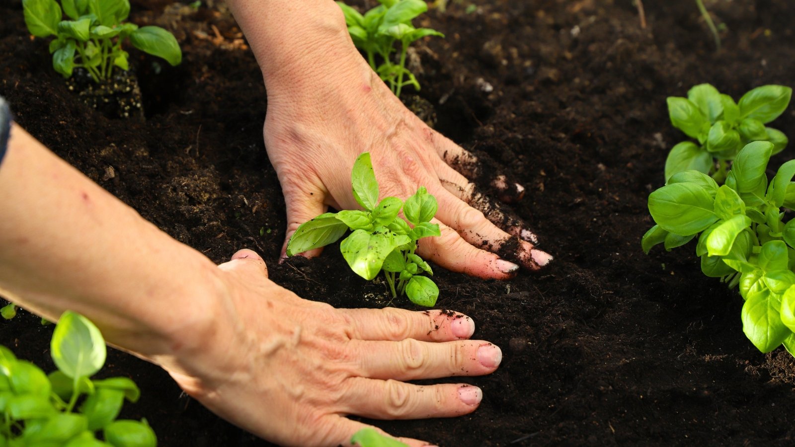 Close-up of female hands planting a seedling with oval, slightly cupped leaves with pointed tips in loose soil.