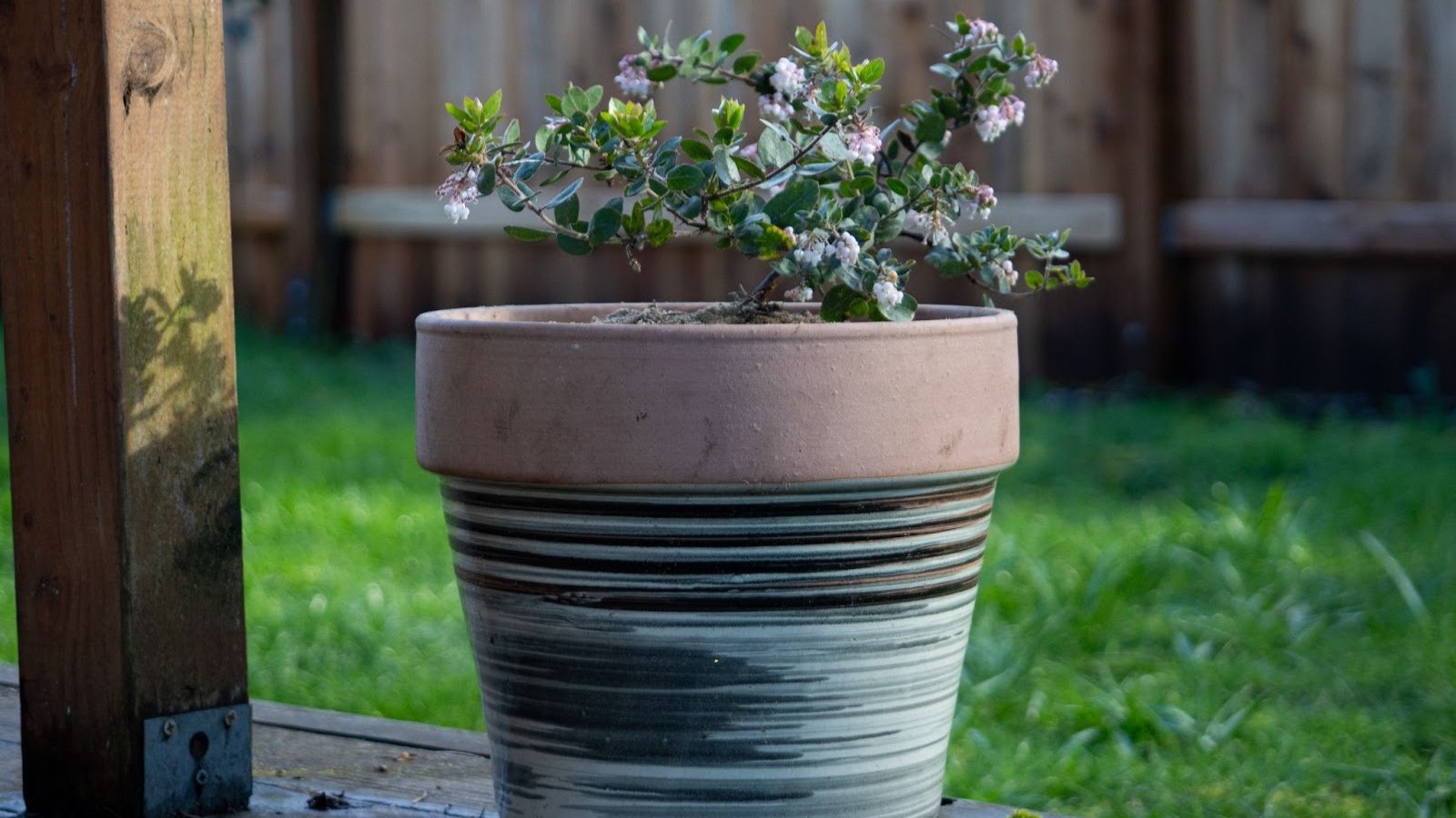 Compact young manzanita plant with smooth reddish bark, small oval green leaves and clusters of small drooping bell-shaped flowers of white with a blush, growing in a large decorative container in the garden.
