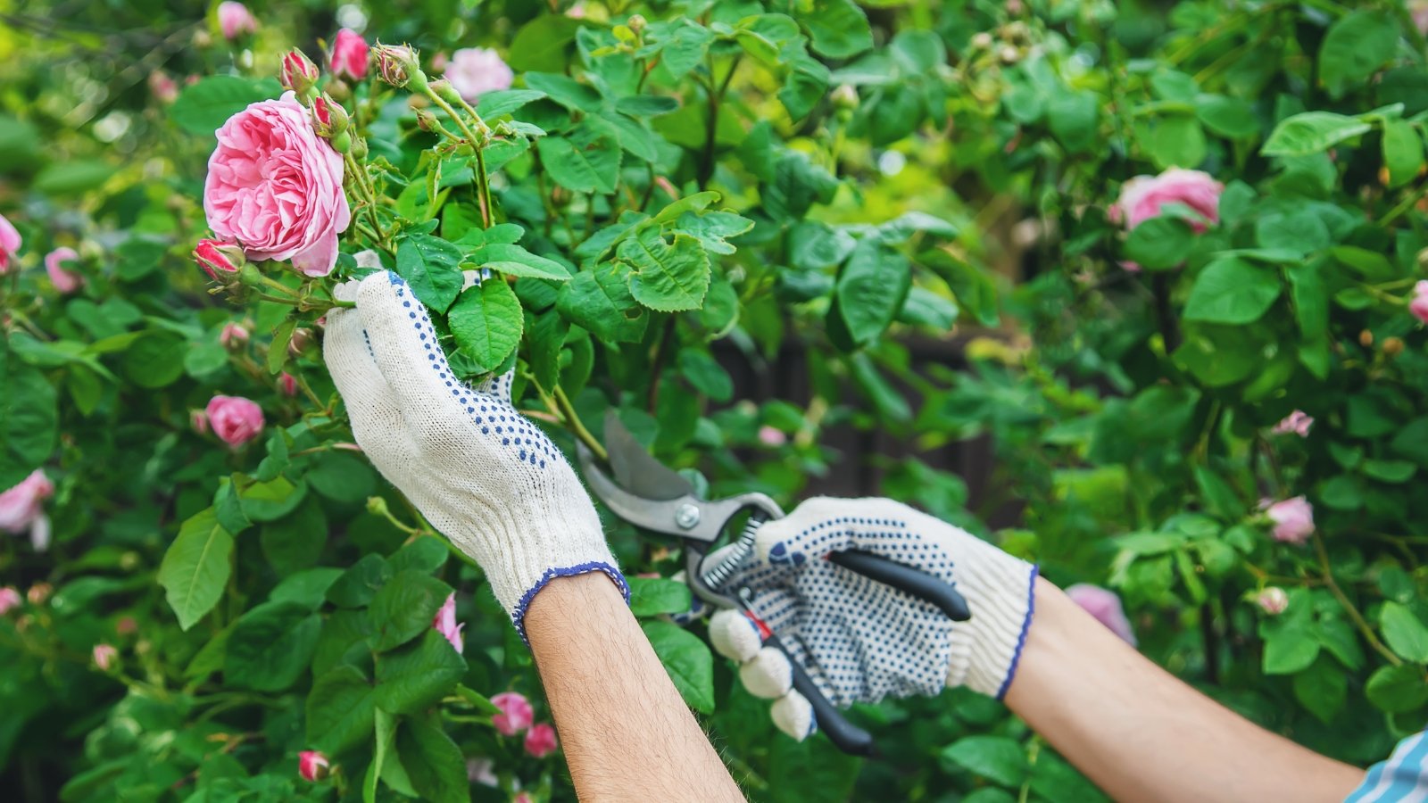 Male gardener in white gloves trimming blooming tea rose with pink buds and flowers using pruning shears in the garden.