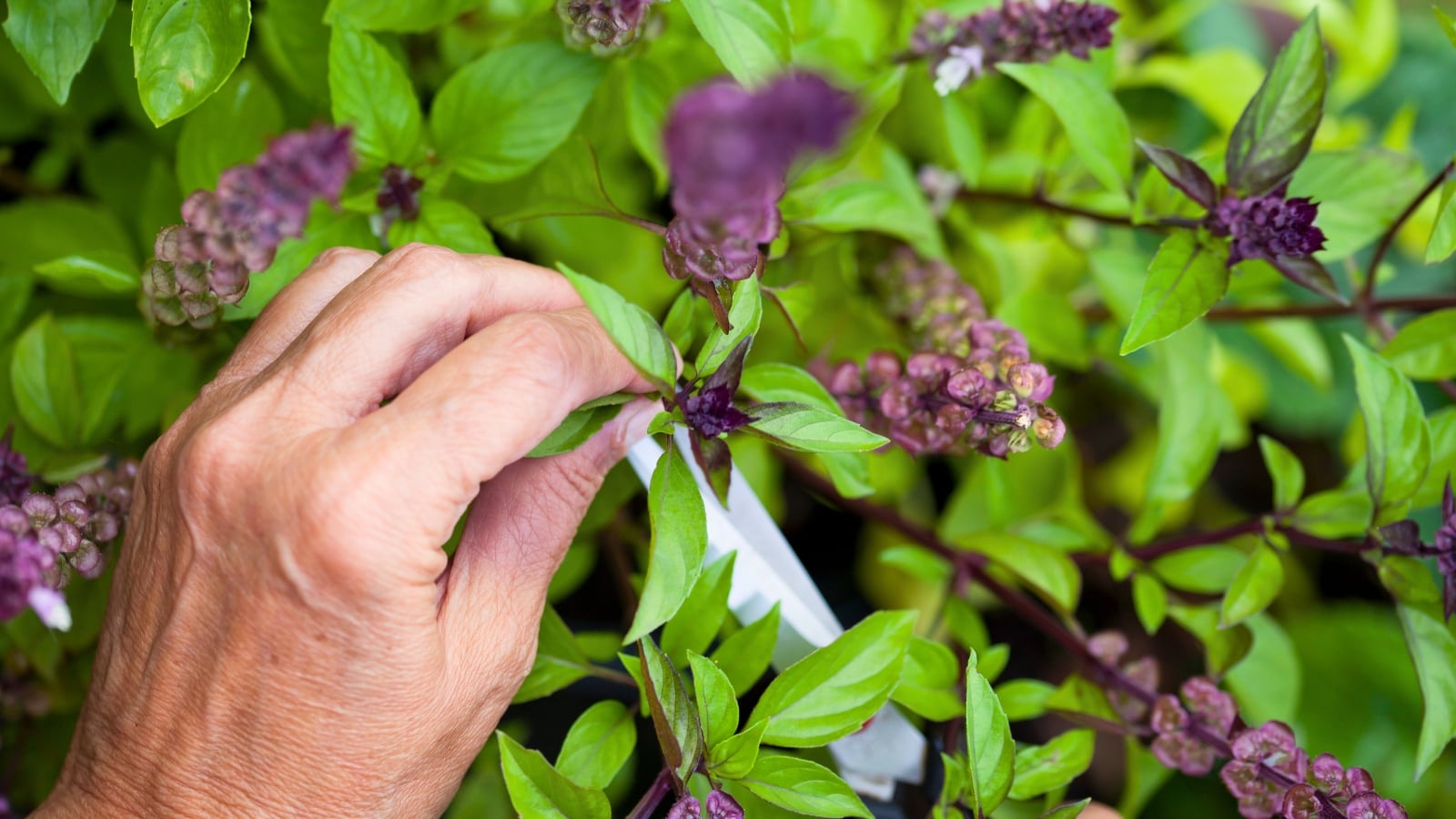 Male hands trim thin vertical stems with thin, lance-shaped leaves with smooth, slightly wavy edges that grow in pairs along purplish square stems.