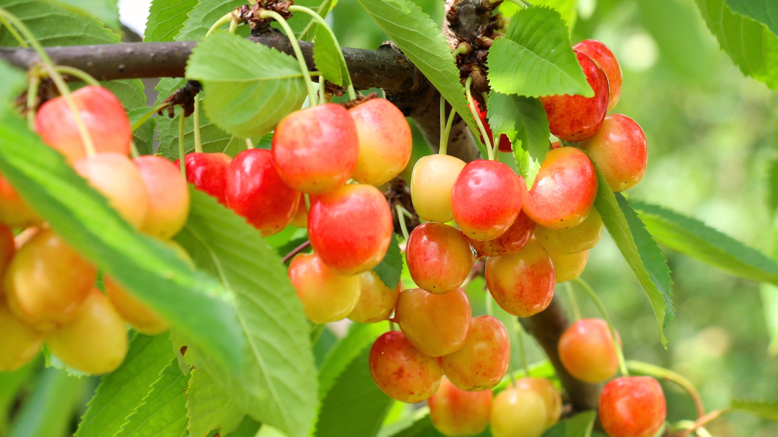 Pale yellow-white cherries blushed with soft red hues grow in clusters among large, glossy dark green leaves.
