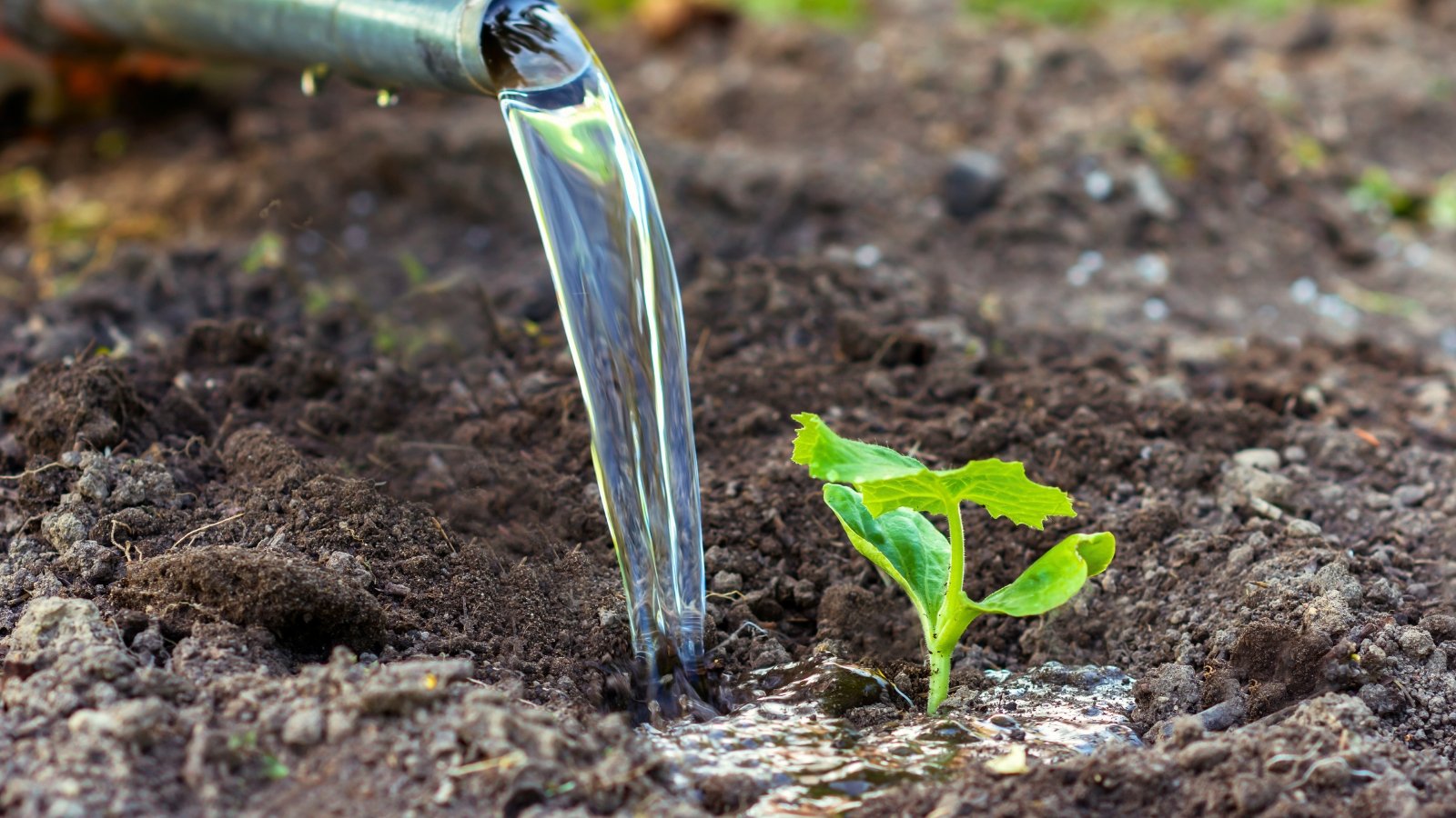 A small pumpkin seedling with oval cotyledons and one small true leaf is watered from a black hose, forming a puddle at the base of the plant.