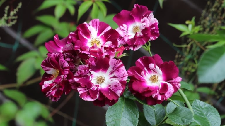 13 Showstopping Striped Roses For Your Summer Garden