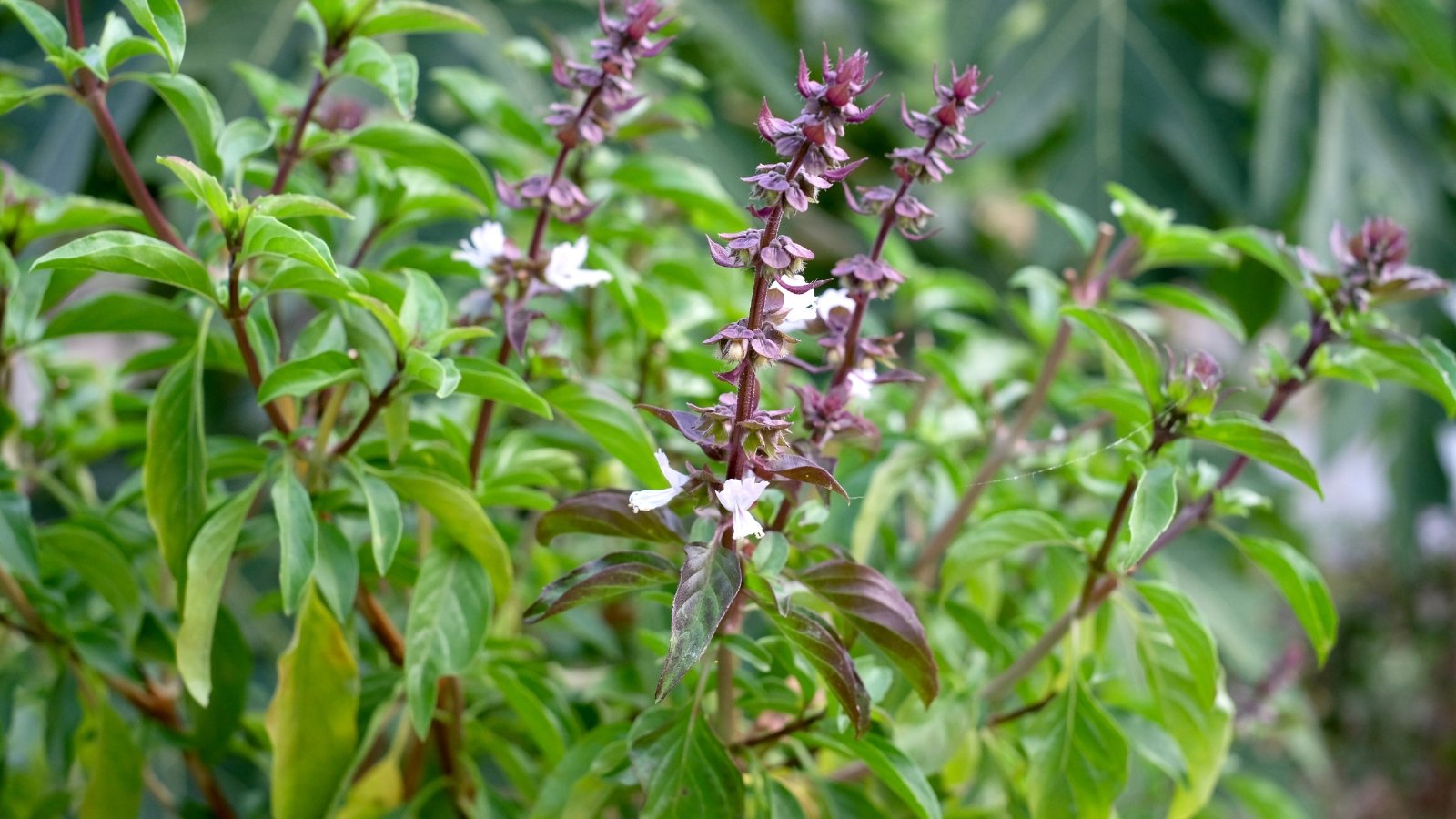 Delicate clusters of purple flowers bloom atop leafy stems lined with deep green foliage.