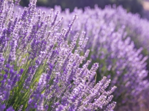 Purple lavender bushes in full sun display tall, slender flower spikes densely packed with tiny violet blossoms, one of many lavender varieties.