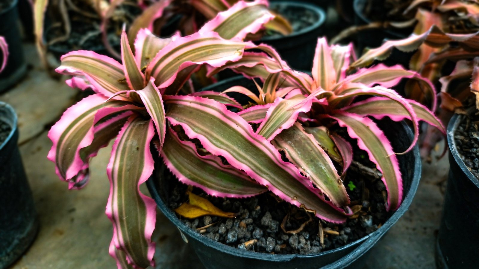 Two non-blooming Queen's Tears bromeliad plants in a single pot show arching, striped green leaves with striking pink edges.
