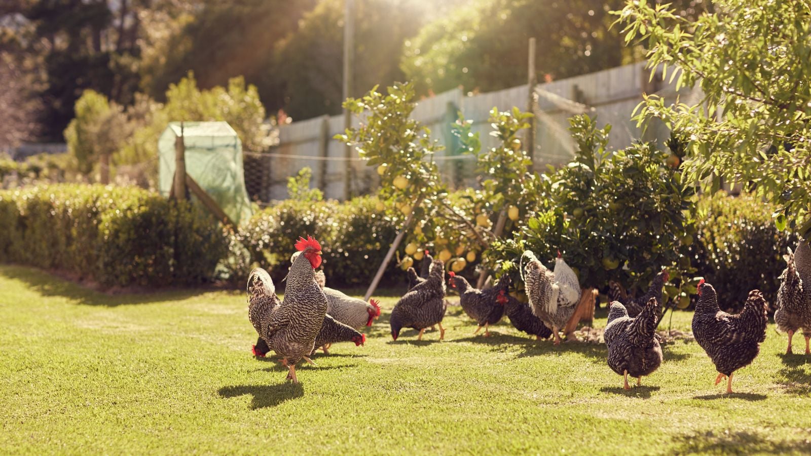Raise backyard chickens in an area with enough space with ample greenery and abundant sunlight