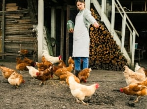 A female gardener in a white apron pours out grain for chickens in the backyard, demonstrating how to raise chickens.