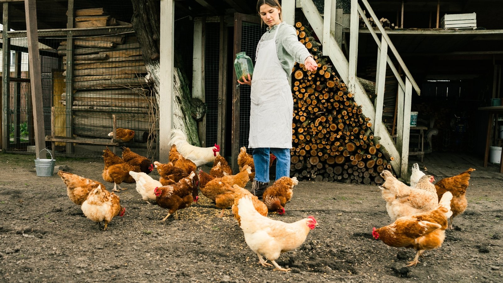 A female gardener in a white apron pours out grain for chickens in the backyard, demonstrating how to raise chickens.