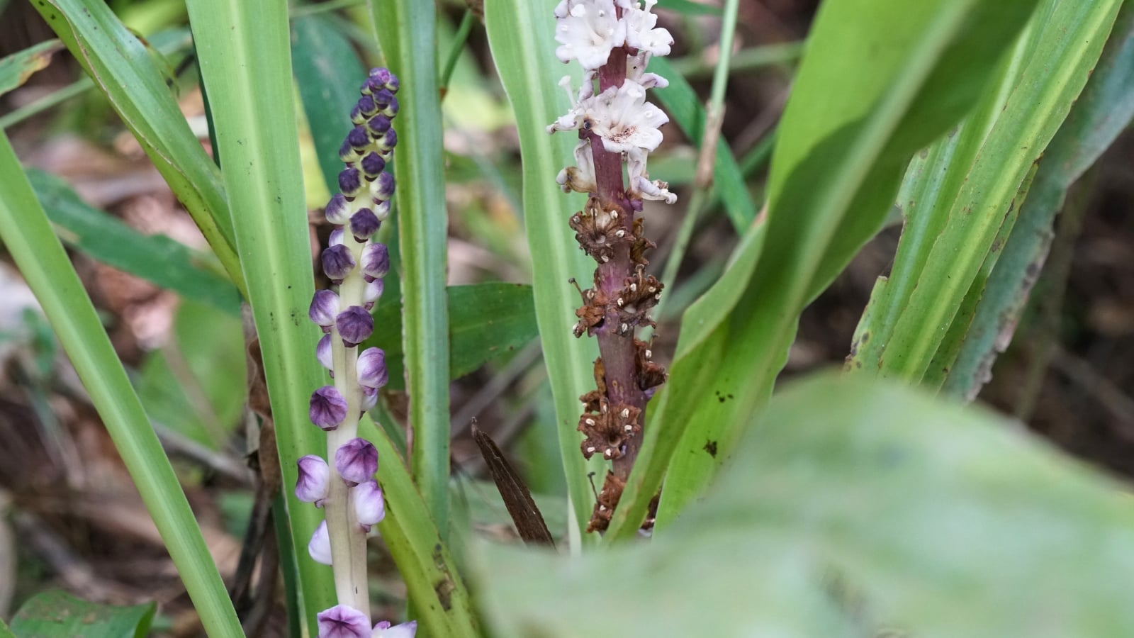 Tall, slender spikes densely covered in small, white and purple, tubular flowers stand above soft green leaves.