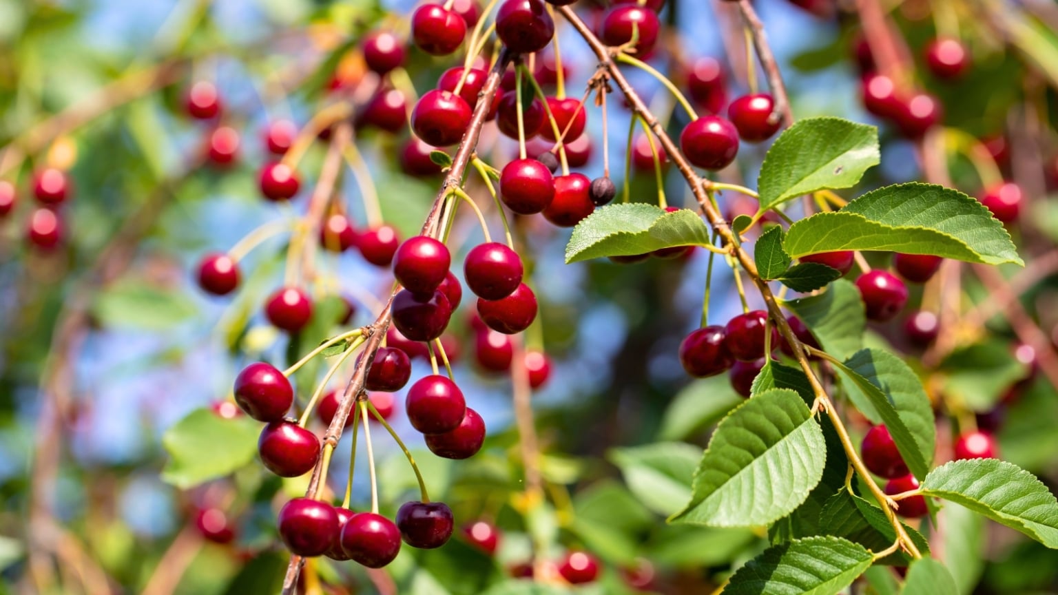 Cherry Examples 9 Best Cherry Varieties For Pie