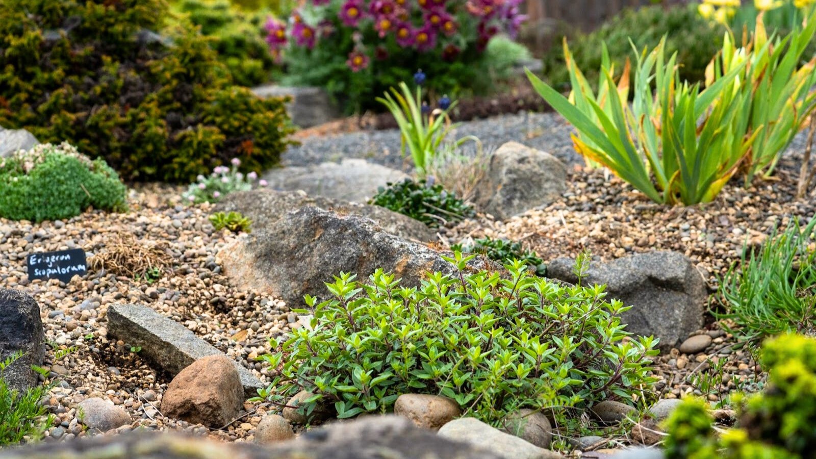 Close-up of a rock garden with various flowering, groundcover and bulbous plants growing among decorative rocks.