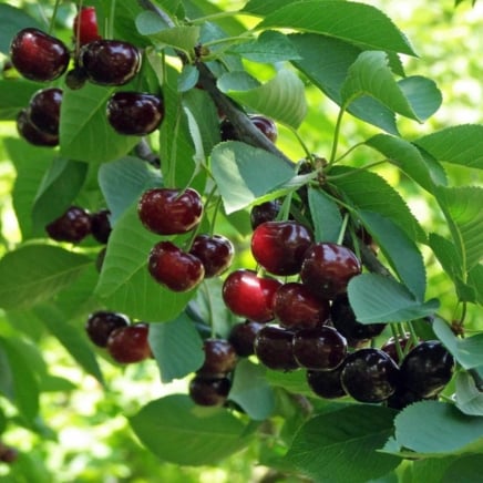 Romeo Cherry Tree