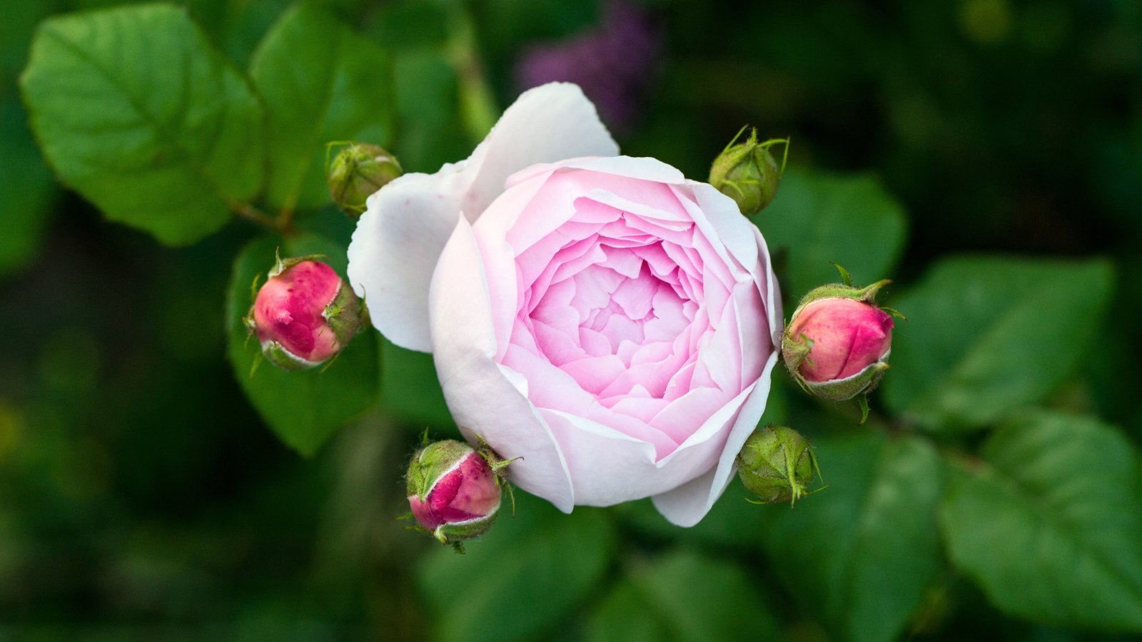 Close up of an opening rosebud with soft pink petals forming a tight pom-pom shape against a backdrop of glossy dark green foliage and tiny bright pink buds not yet open.