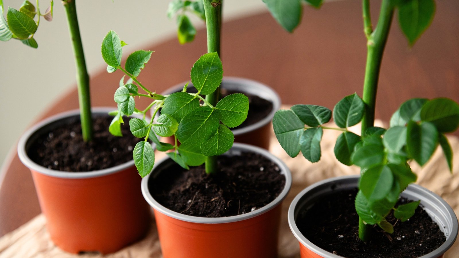 A few rose cuttings, upright stems with several pairs of oval, serrated leaves, in brown plastic propagation pots.
