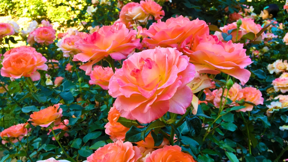 How to Plant, Grow, and Care For Disneyland Roses
