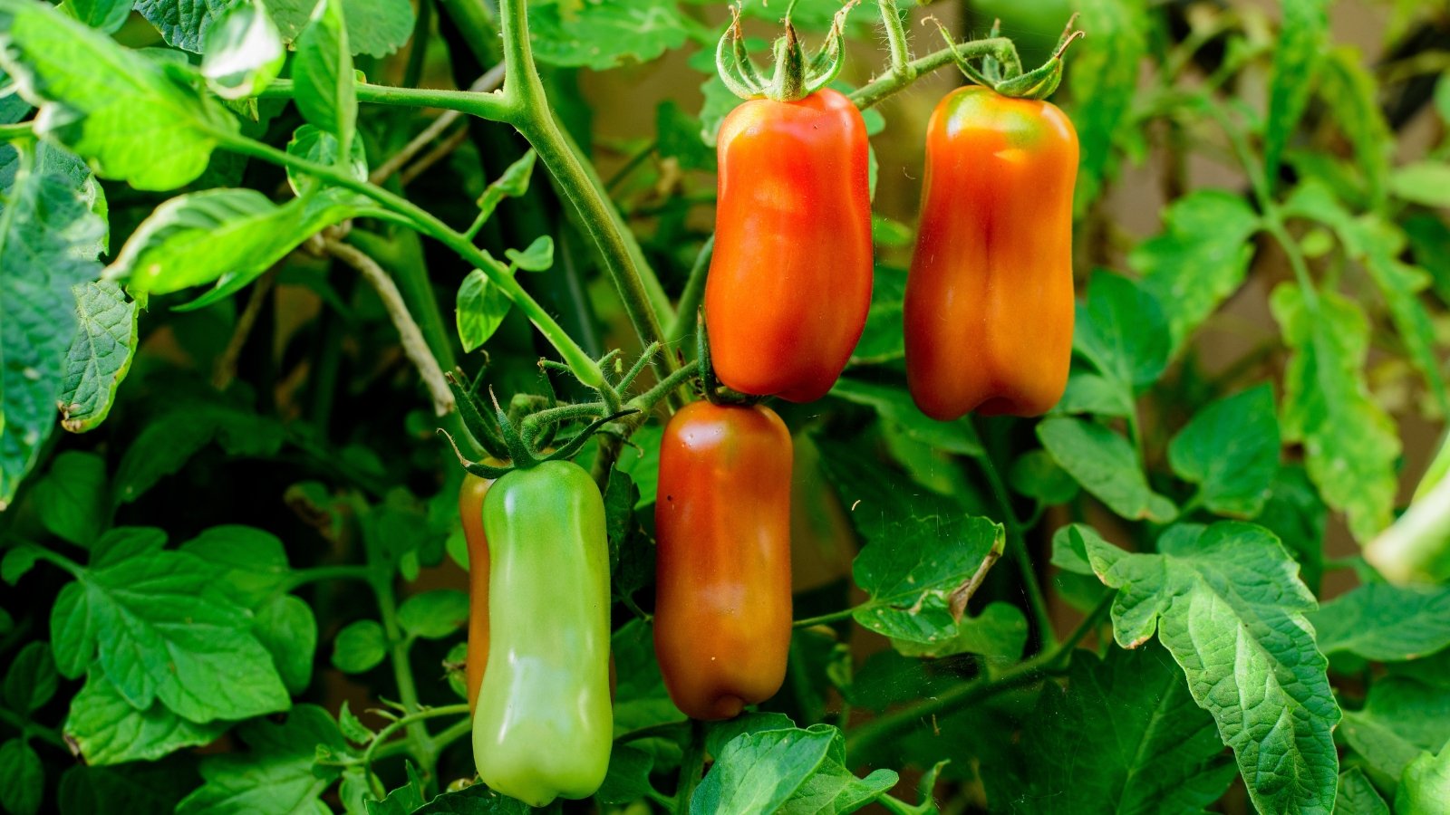 Bright red, elongated tomatoes with smooth, glossy skin hang in clusters on thick green vines surrounded by healthy, deeply lobed, dark green leaves.