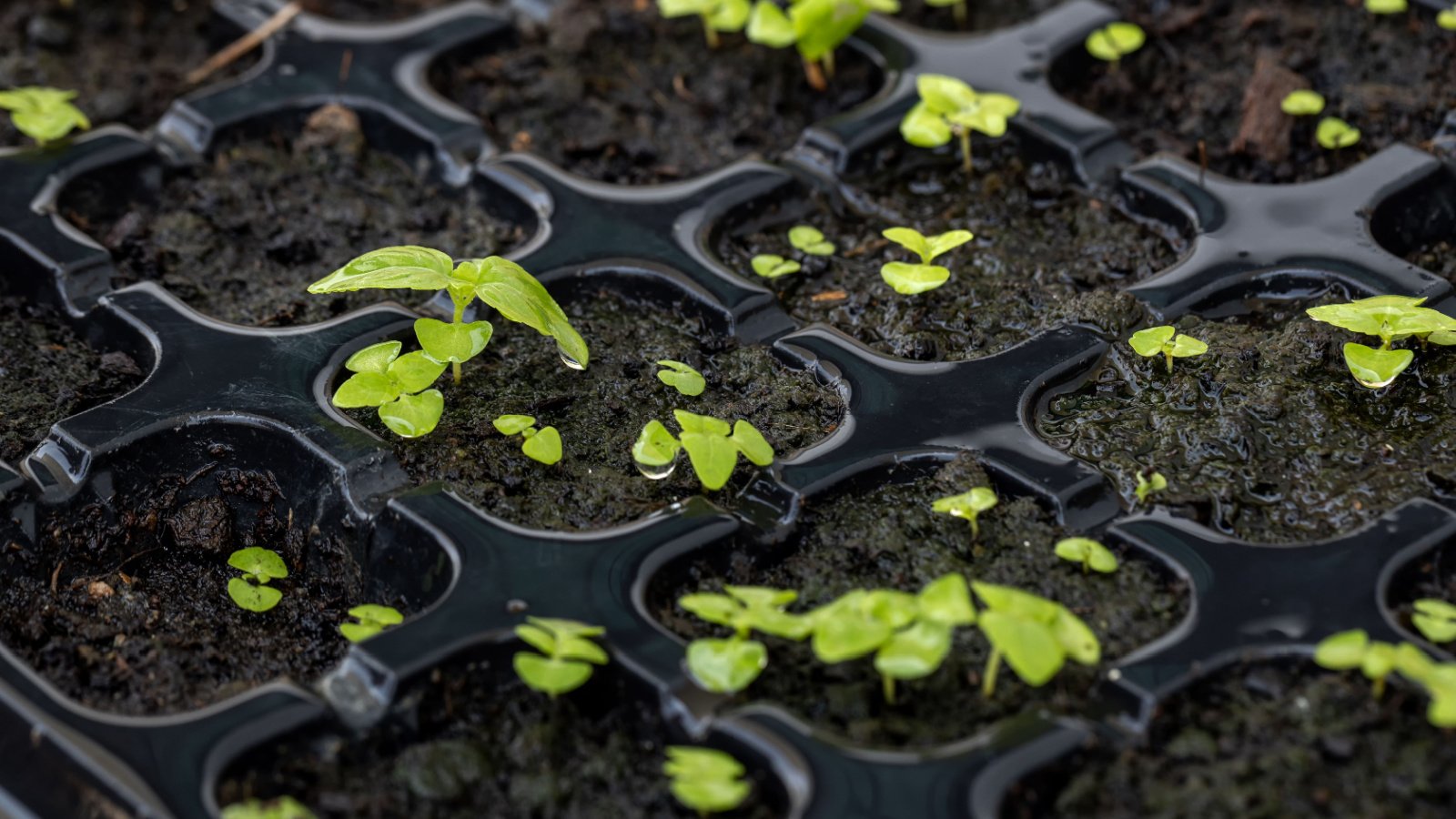 An up close shot of bright green basil sprouts and seedlings growing in dark soil in a black plastic flat. Some of the seedlings have just emerged, and others are taking on their first true leaves.