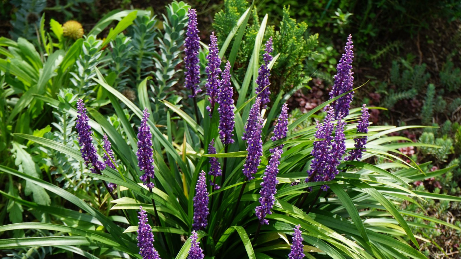 Long, narrow green leaves with bold purple flower spikes emerging among the foliage, creating a stunning look and forming a dense, layered texture.