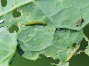 small moth larva on the underside of a broccoli leaf.