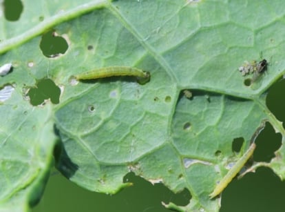 small moth larva on the underside of a broccoli leaf.