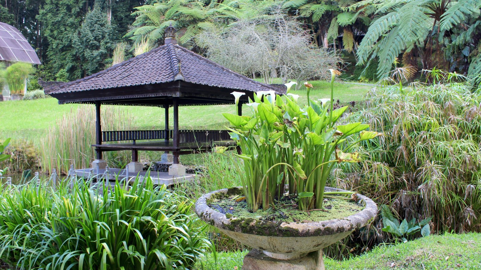A traditional wooden gazebo sits in a lush tropical garden, surrounded by vibrant foliage and a stone planter overflowing with white calla lilies.