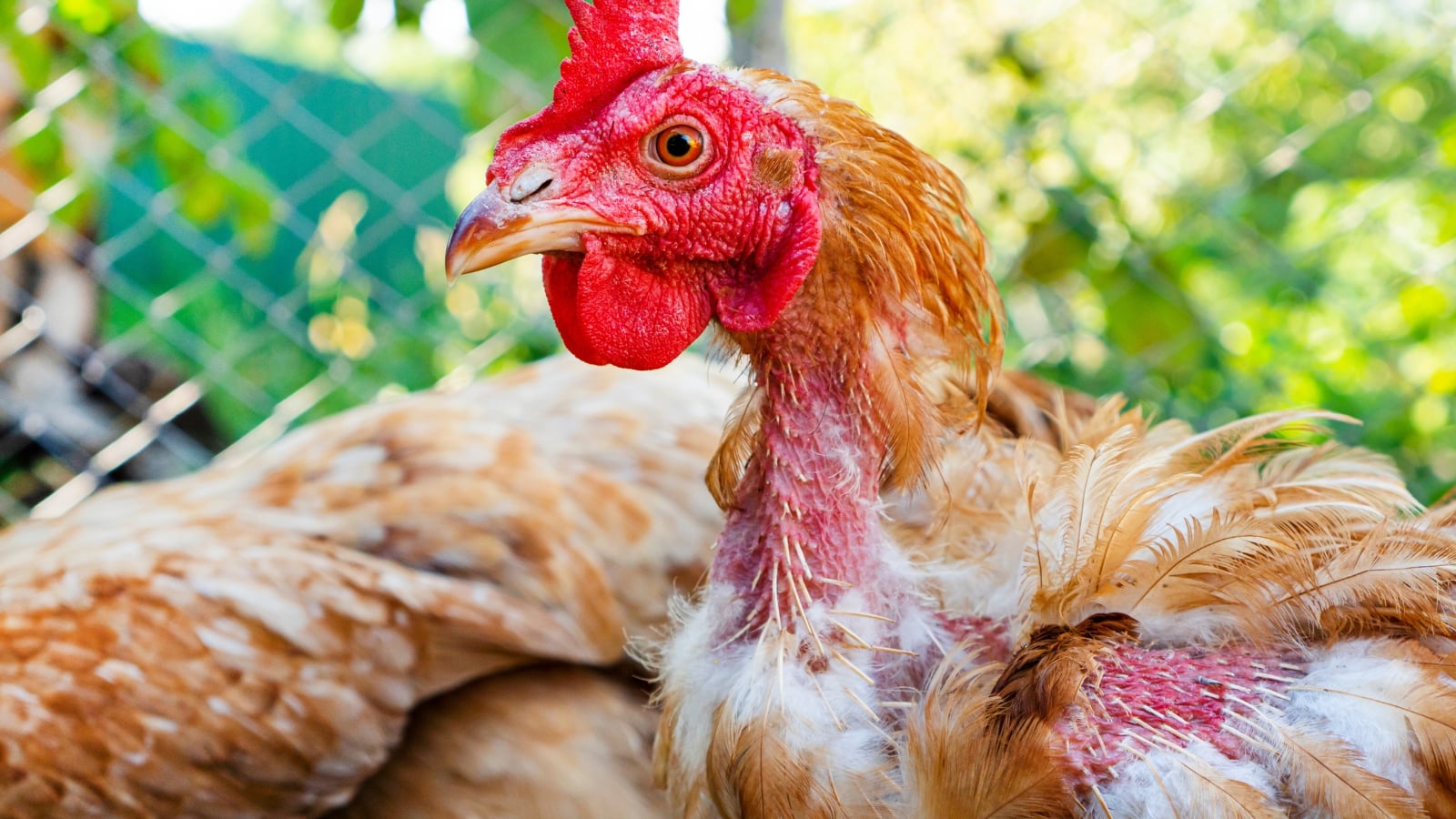 A close-up of a sick chicken with dropped feathers due to lice.