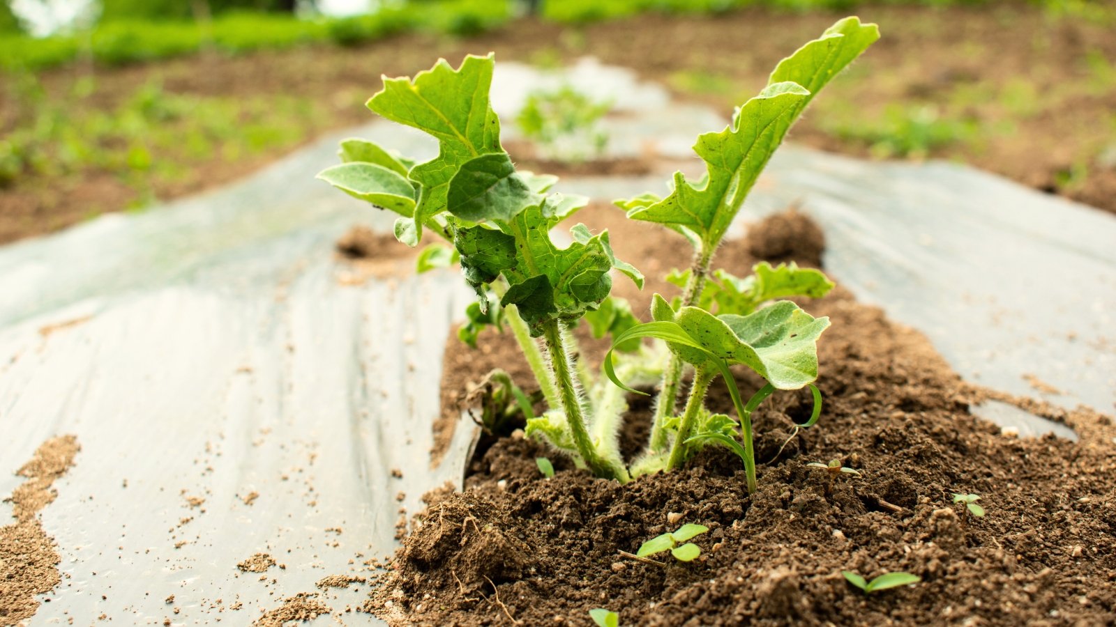 Close-up of a young seedling with broad, jagged green leaves on vertical short stems, with hilled soil and black film covering the soil.