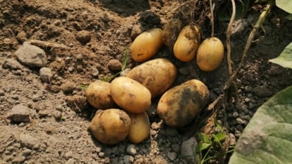 Pale yellow to light brown, oval potatoes lie on dark soil, surrounded by green leaves and stems.